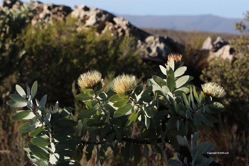 6 Bedroom Property for Sale in Piketberg Rural Western Cape